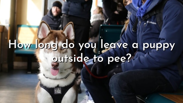How long do you leave a puppy outside to pee?