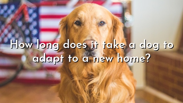 How long does it take a dog to adapt to a new home?