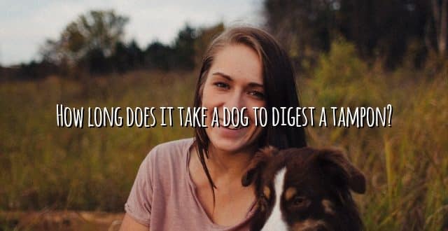 How long does it take a dog to digest a tampon?