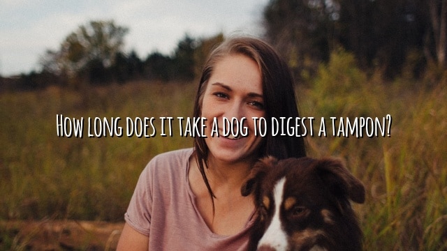 How long does it take a dog to digest a tampon?