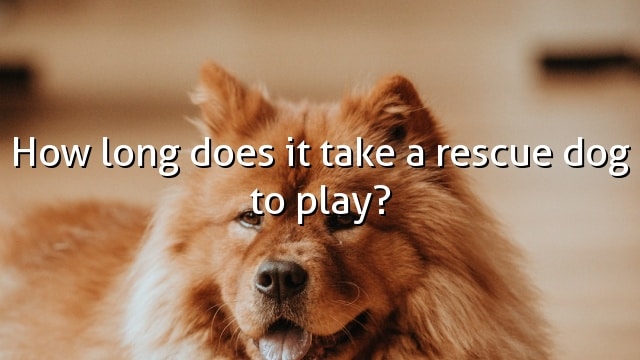 How long does it take a rescue dog to play?