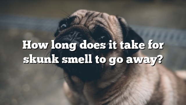 How long does it take for skunk smell to go away?
