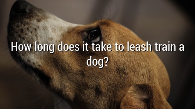 How long does it take to leash train a dog?