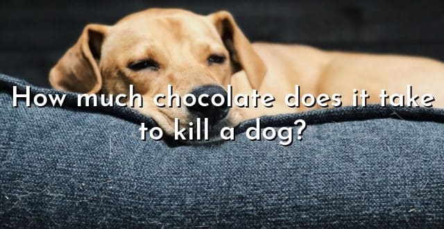 How much chocolate does it take to kill a dog?