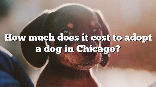 How much does it cost to adopt a dog in Chicago?