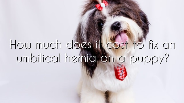 How much does it cost to fix an umbilical hernia on a puppy?