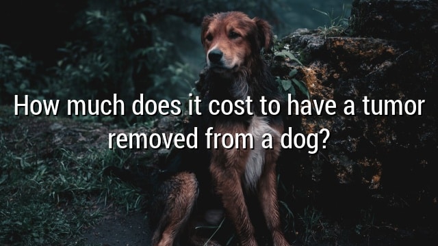 How much does it cost to have a tumor removed from a dog?