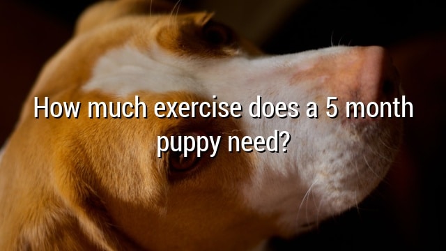 How much exercise does a 5 month puppy need?