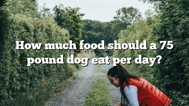 How much food should a 75 pound dog eat per day?