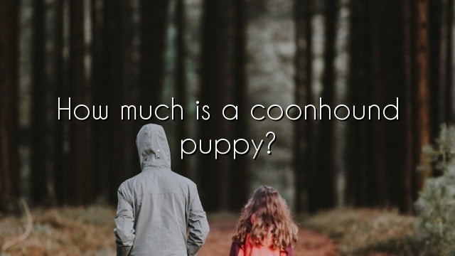 How much is a coonhound puppy?