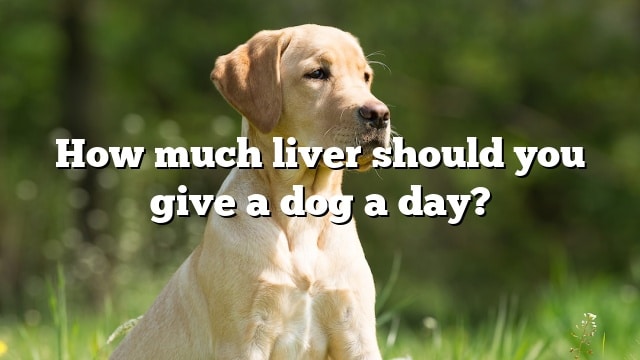 How much liver should you give a dog a day?