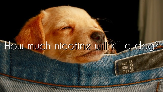 How much nicotine will kill a dog?