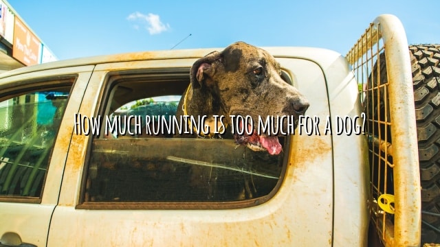 How much running is too much for a dog?