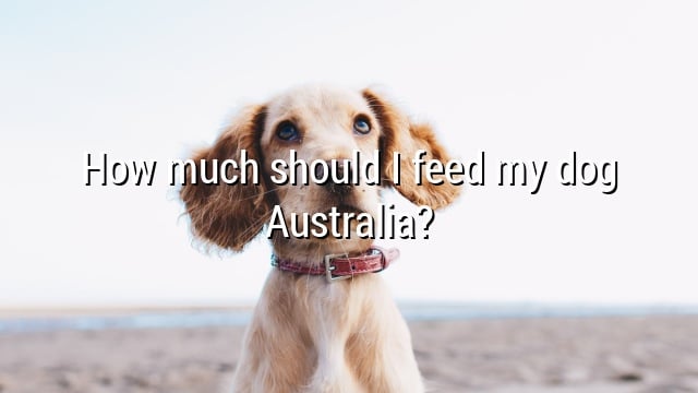 How much should I feed my dog Australia?