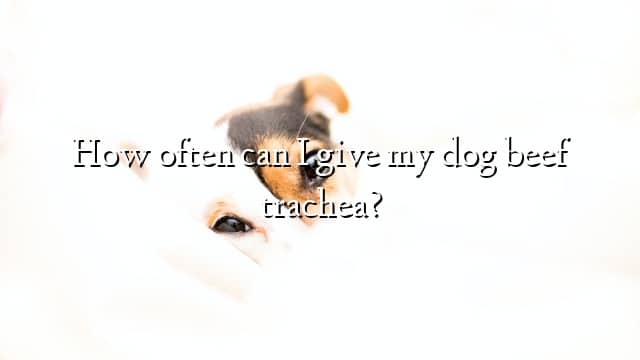 How often can I give my dog beef trachea?
