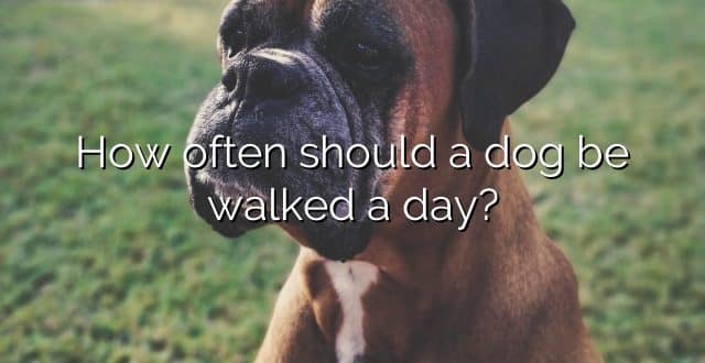 How often should a dog be walked a day?