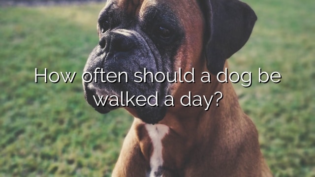 How often should a dog be walked a day?