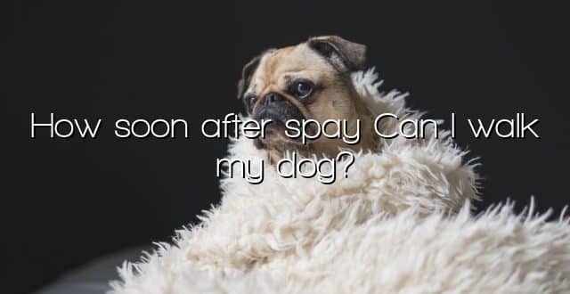 How soon after spay Can I walk my dog?