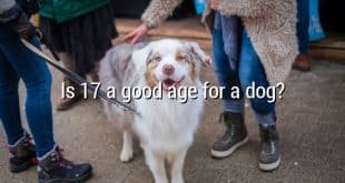 Is 17 a good age for a dog?