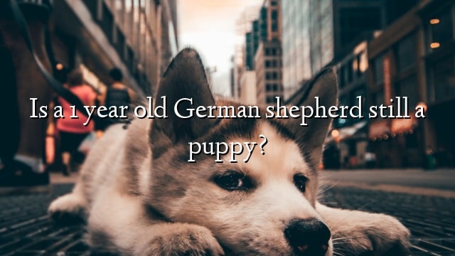 Is a 1 year old German shepherd still a puppy?