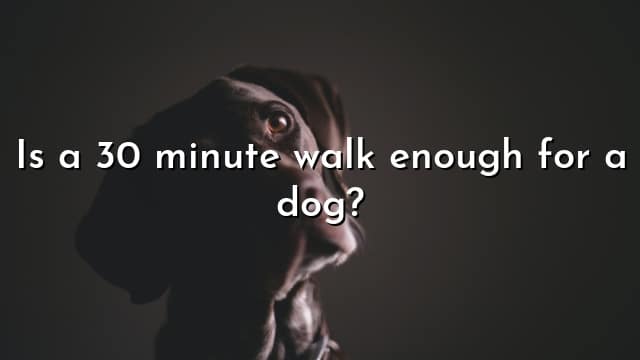 Is a 30 minute walk enough for a dog?