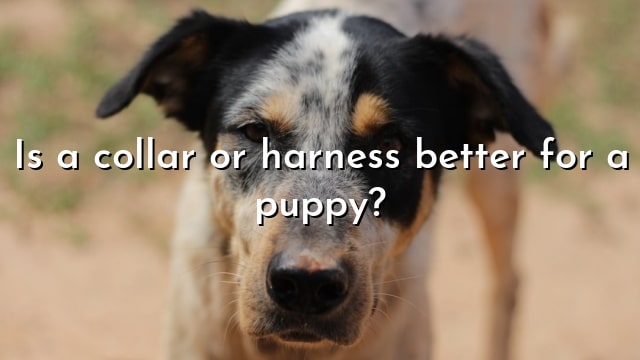 Is a collar or harness better for a puppy?