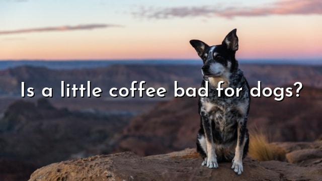 Is a little coffee bad for dogs?