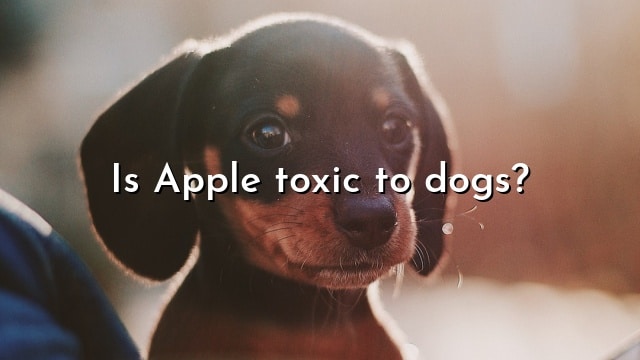 Is Apple toxic to dogs?