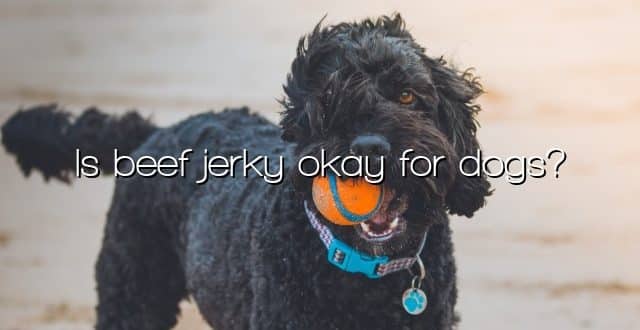 Is beef jerky okay for dogs?