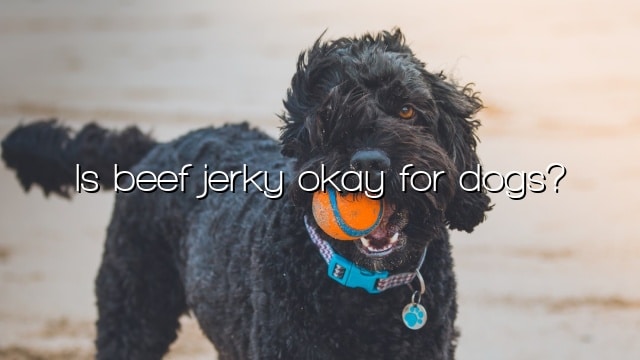 Is beef jerky okay for dogs?