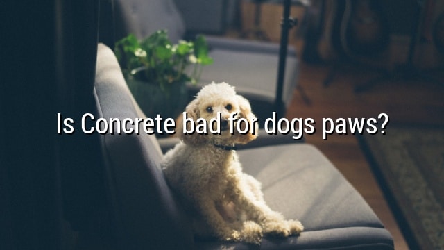 Is Concrete bad for dogs paws?