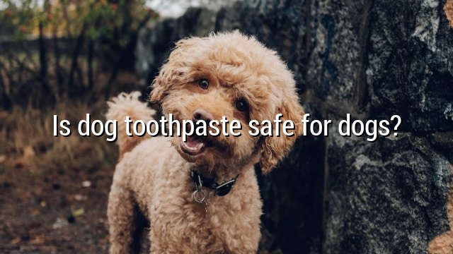 Is dog toothpaste safe for dogs?