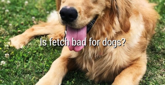 Is fetch bad for dogs?