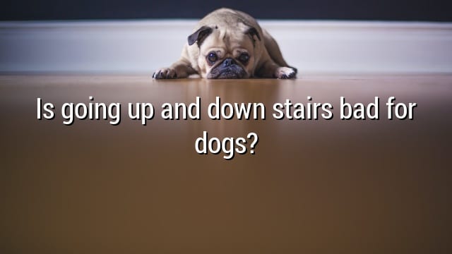 Is going up and down stairs bad for dogs?