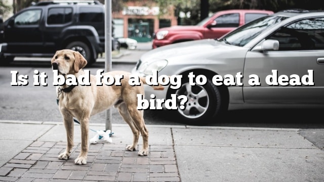 Is it bad for a dog to eat a dead bird?
