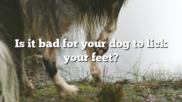 Is it bad for your dog to lick your feet?