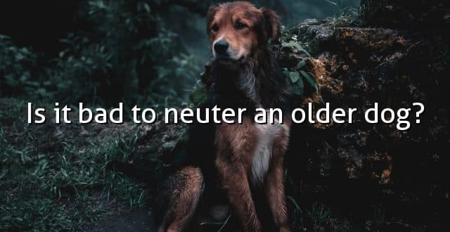 Is it bad to neuter an older dog?