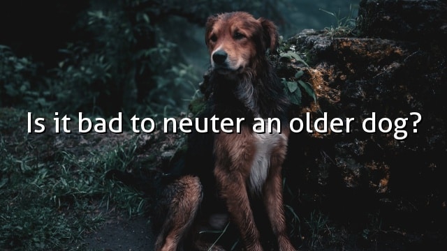 Is it bad to neuter an older dog?