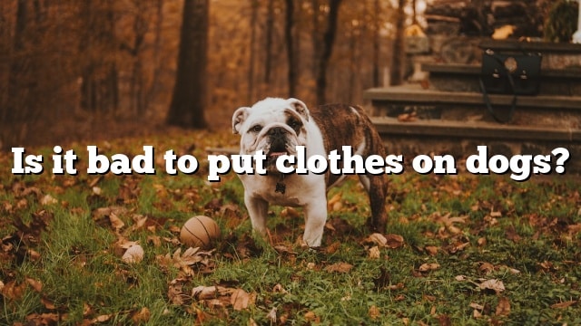 Is it bad to put clothes on dogs?