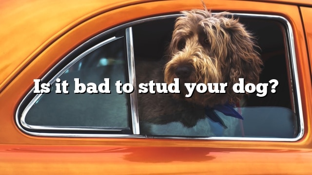 Is it bad to stud your dog?