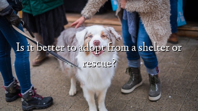 Is it better to adopt from a shelter or rescue?