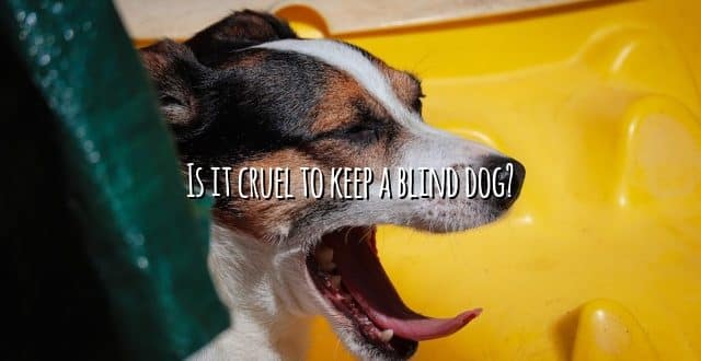 Is it cruel to keep a blind dog?