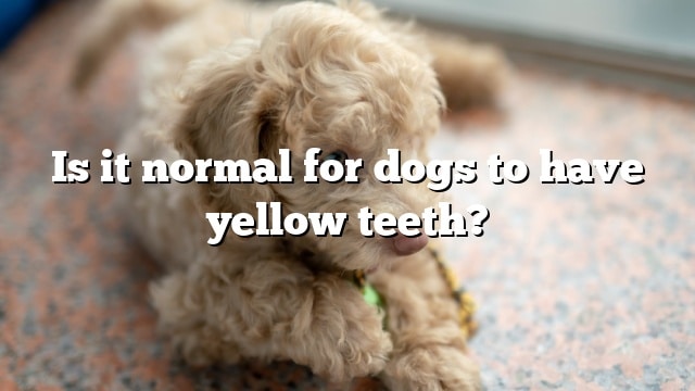 Is it normal for dogs to have yellow teeth?