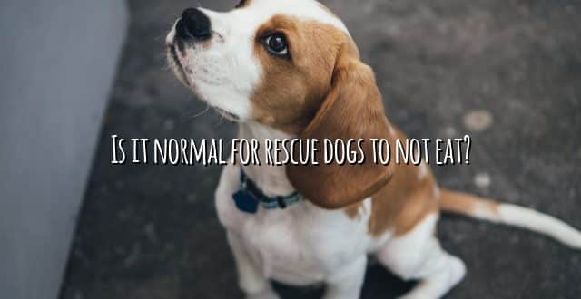 Is it normal for rescue dogs to not eat?