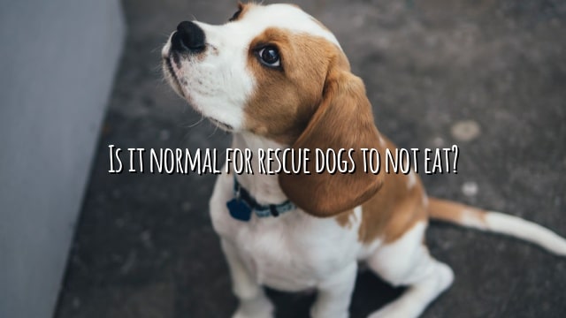 Is it normal for rescue dogs to not eat?
