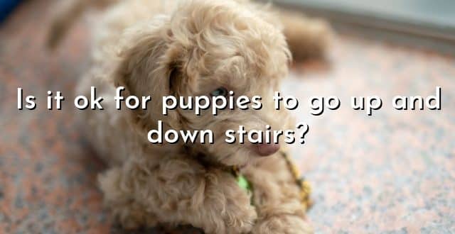 Is it ok for puppies to go up and down stairs?