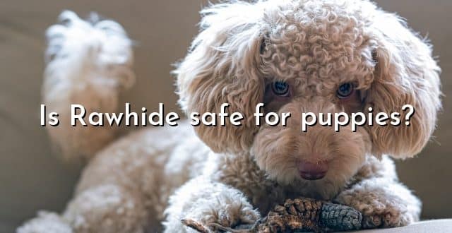Is Rawhide safe for puppies?
