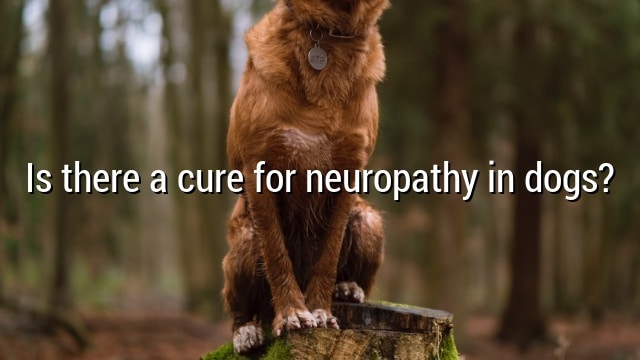 Is there a cure for neuropathy in dogs?