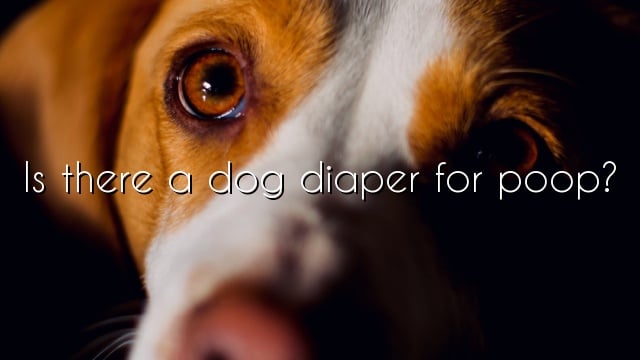 Is there a dog diaper for poop?