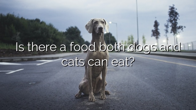Is there a food both dogs and cats can eat?